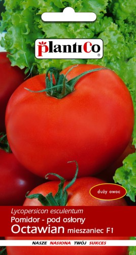 pomidor octawian.jpg