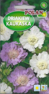 Driakiew Kaukaska 0,5g mix Scabiosa caucasica (nasiona)