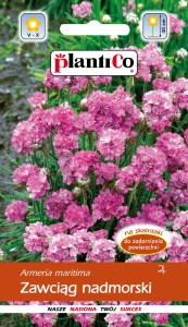 Zawciąg 0,3g (Armeria maritima) nasiona  