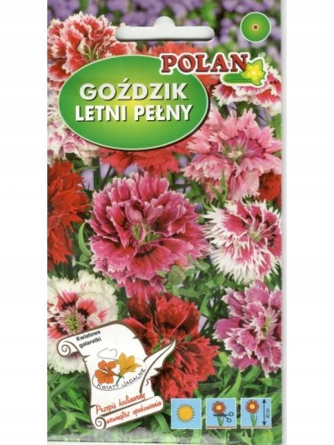 gozdzik letni pełny.jpg