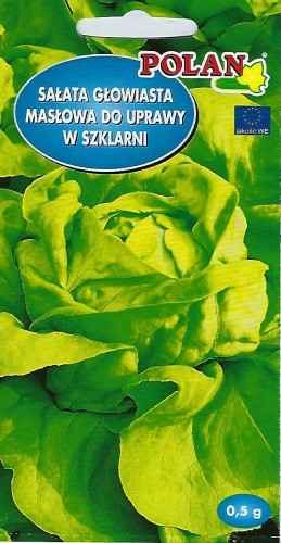 sałata szklarniowa Atena  Polan.jpg