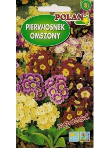 Pierwiosnek omszony 0,1g (Primula pubescens) nasiona
