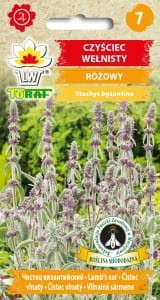czysciec-welnisty_l.jpg