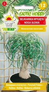 beukarnea-wygieta-noga-slonia_l.jpg