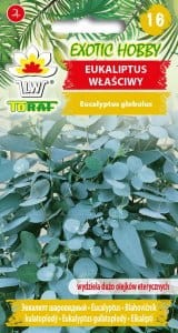 eukaliptus-wlasciwy_l.jpg