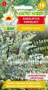 eukaliptus-popielaty_l.jpg