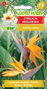 Strelicja królewska 5 nasion (Strelitzia reginae)