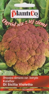 Kalafior Di Sicilia violetto 0,2g nasiona