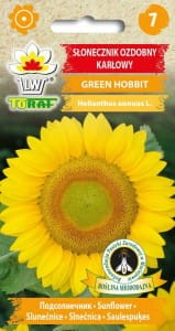 Słonecznik ozdobny karłowy Green Hobbit 1g (Hellianthus annuus) nasiona