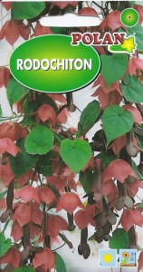 Rodochiton 5 nasion (Rhodochiton atrosanguineus) 