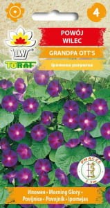 Powój,Wilec Grandpa Ott's 1g (Ipomoea purpurea) nasiona