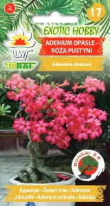 adenium-opasle-roza-pustyni_l.jpg