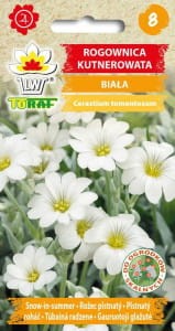 rogownica-kutnerowata-biala_l.jpg
