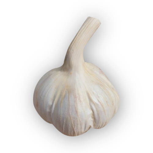 czosnek1.png