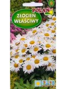 Złocień właściwy/Margerytka/Margaretka/  1g (Chrysanthemum leucanthemum maximum nana) nasiona   (1)