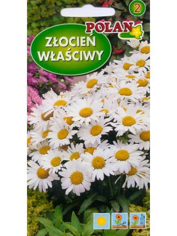 zlocien-wlasciwy-bialy.jpg