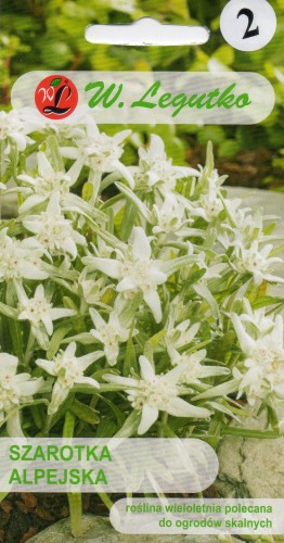 SZAROTKA ALPEJSKA.jpg