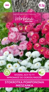 Stokrotka pomponowa mix 0,1g (Bellis perennis) nasiona