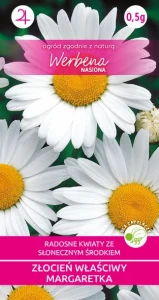 Złocień właściwy Margarytka 0,5g (Leucnthemum vulgare) nasiona