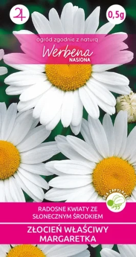 Zlocien-wlasciwy-Margaretka_nasiona_kwiatow.webp