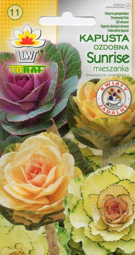 KAPUSTA OZDOBNA SUNRISE MIESZANKA.jpg