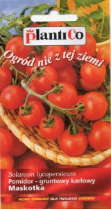 Pomidor drobnoowocowy Maskotka 0,5g (również do uprawy doniczkowej) 