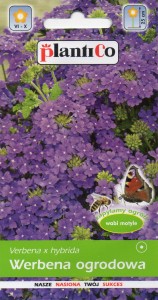 Werbena ogrodowa fioletowa 0,5g (Verbena x hybrida) nasiona