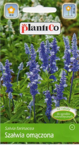 SZAŁWIA OMĄCZONA.jpg