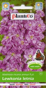 Lewkonia letnia fioletowa Wanda Varsovia/Juka  100% 0,5g  (Matthiola incana annua fl.pl.) nasiona  