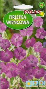 Firletka wieńcowa (Lychnis coronaria) 0,5g nasion