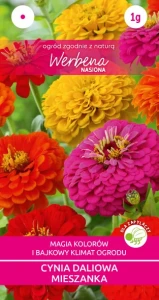 Cynia daliowa mix 1g (Zinnia elegans fl. pl. dahliaeflora) nasiona