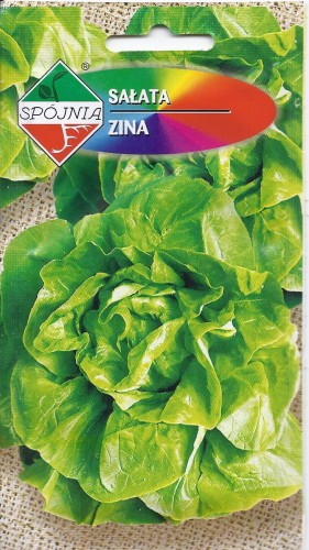 sałata zimująca zina