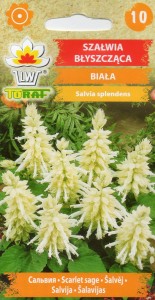 Szałwia błyszcząca biała 10 nasion (Salvia splendens) 