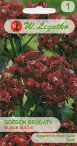 Goździk brodaty /kamienny Black Magic 0,5g (Dianthus barbatus) nasiona