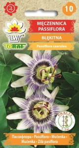 meczennica-passiflora-niebieska_l.jpg