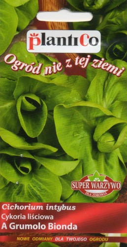 CYKORIA LIŚCIOWA A GRUMOLO BIONDA.jpg