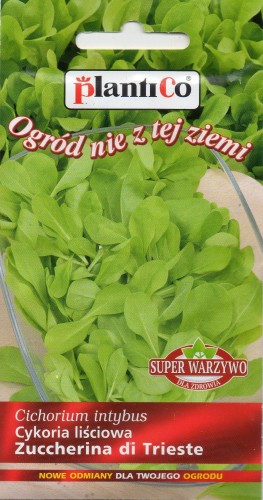 CYKORIA LIŚCIOWA.jpg