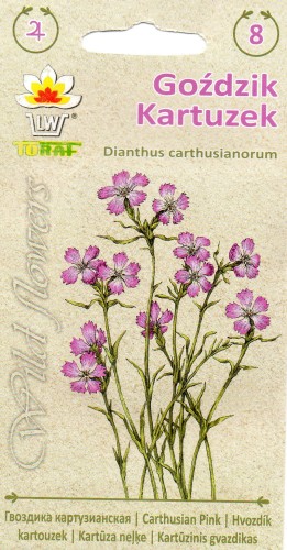 goździk Kartuzek seria Wild Flowers