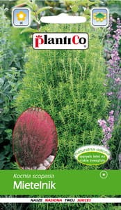 Kochia/Mietelnik/Cyprysik letni 2g jednoroczny żywopłot (Kochia scoparia) nasiona   