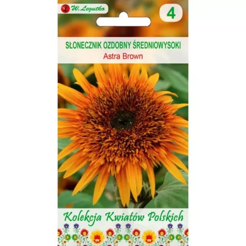 kwiaty-polskie-slonecznik-ozdobny-astra-brown.webp