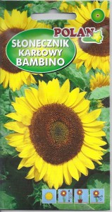 Słonecznik karłowy Bambino 2g ( Helianthus annuus) nasiona