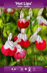 Szałwia Hot Lips (doniczka 9x9)