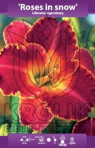 Liliowiec Roses in Snow (kłącze)