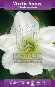Liliowiec Arctic Snow (kłącze)