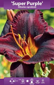 Liliowiec Super Purple (kłącze) 