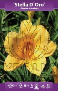 Liliowiec Stella d'Oro (kłącze) 