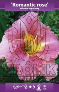 Liliowiec Romantic Rose (kłącze) 