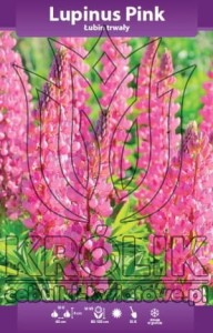 Łubin trwały różowy (kłącze)