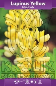 Łubin trwały żółty (kłącze) 