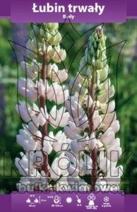 Łubin trwały biały (kłącze)   